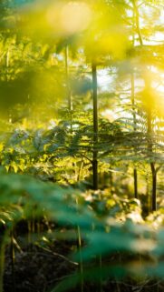 Sun-Kissed Golden Hour Fern Leaves Natural Mobile Wallpaper