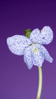 Stunning Blue Speckled Violet Flower Macro Mobile Wallpaper