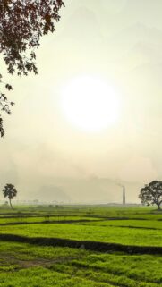 Breathtaking Misty Morning Green Fields and Industrial Silhouette Phone Wallpaper