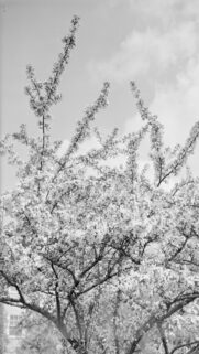 Stunning Black and White Blossoming Spring Tree Mobile Wallpaper