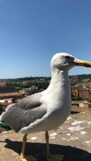 Majestic European Herring Gull on Roman Rooftop Mobile Wallpaper