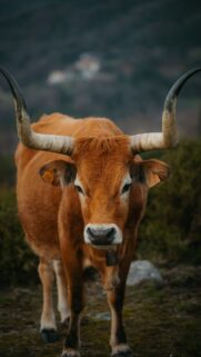 Majestic Taurus Zodiac Sign Earth Energy High-Resolution Phone Wallpaper