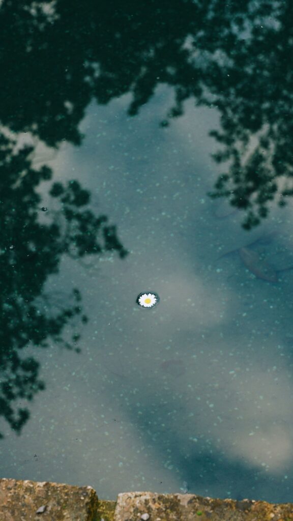 Pisces Zodiac Aesthetic Water Flower Spiritual Serene Phone Wallpaper