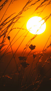 Golden Hour Manifestation and Solar Plexus Abundance Phone Wallpaper