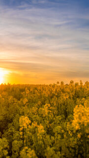 Abundance Energy Golden Fields Manifestation Aesthetic Wallpaper