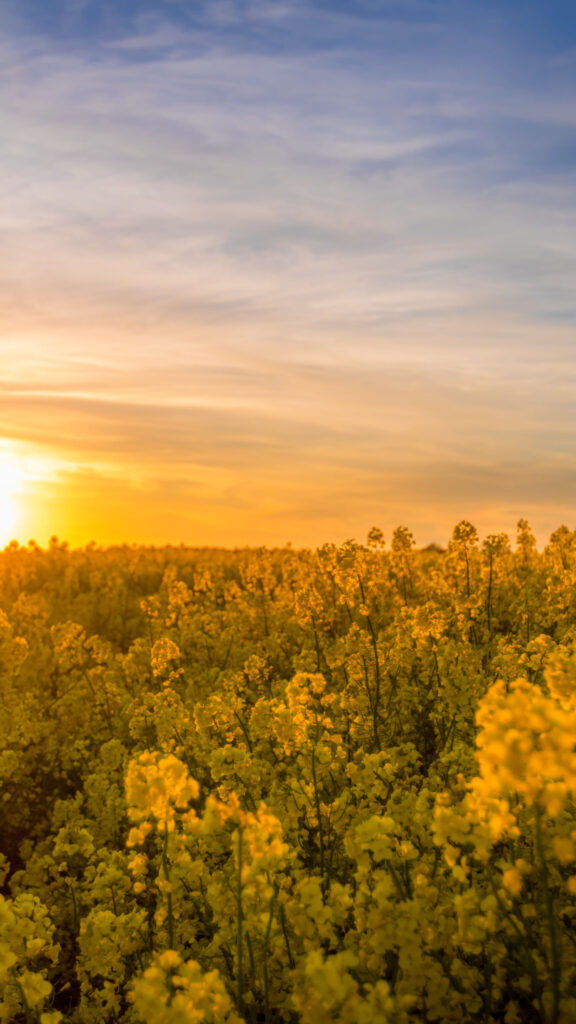 Abundance Energy Golden Fields Manifestation Aesthetic Wallpaper