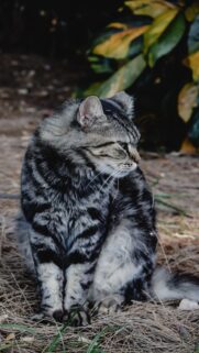 Taurus Earth Energy Cat Zodiac Portrait for Grounded Stability Wallpaper