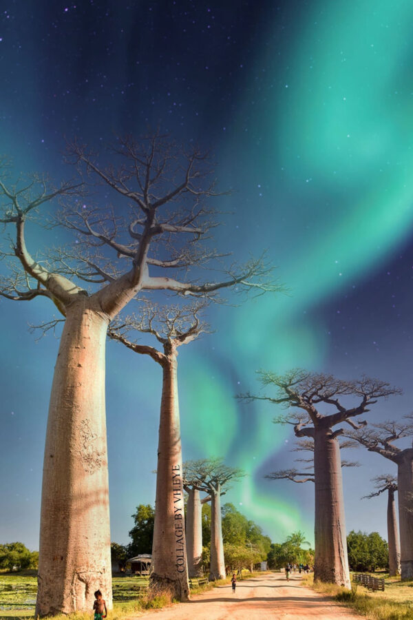Baobab Trees Under Aurora Borealis Sky Mobile Wallpaper