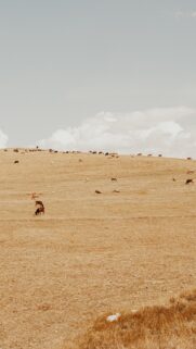 Taurus Earth Energy Serenity and Grounding Zodiac Wallpaper