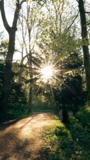 Taurus Earth Energy Sunlit Forest Path Aesthetic Zodiac Wallpaper