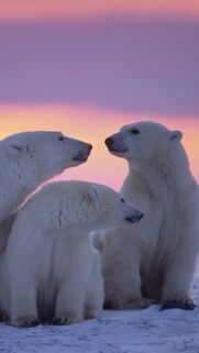 Majestic Grizzly Bear Wildlife 4K Mobile Wallpaper – High Quality Portrait