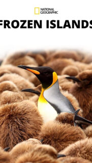 Majestic King Penguin Among Chicks Mobile Wallpaper