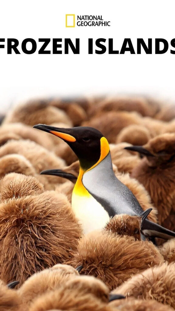 Majestic King Penguin Among Chicks Mobile Wallpaper