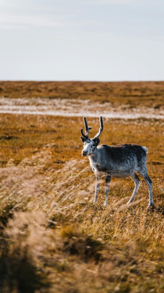 Stunning Reindeer Standing in Arctic Tundra Mobile Wallpaper