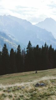 Majestic Mountain Forest Hiking Path Scenic Mobile Wallpaper