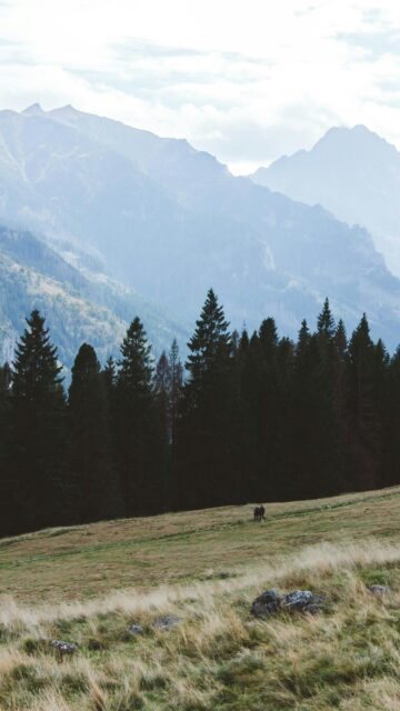 Majestic Mountain Forest Hiking Path Scenic Mobile Wallpaper