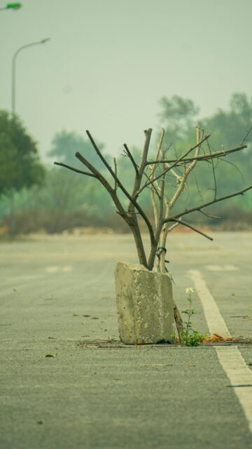 Solitary Dead Tree and Flower on Roadside Mobile Wallpaper