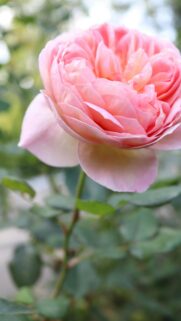 Stunning Pink Garden Rose Close-up Premium Mobile Wallpaper