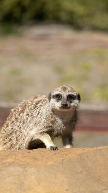 Curious Meerkat Looking at Camera High-Definition Phone Wallpaper
