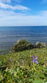 Coastal Beauty with Purple Wildflowers Mobile Wallpaper