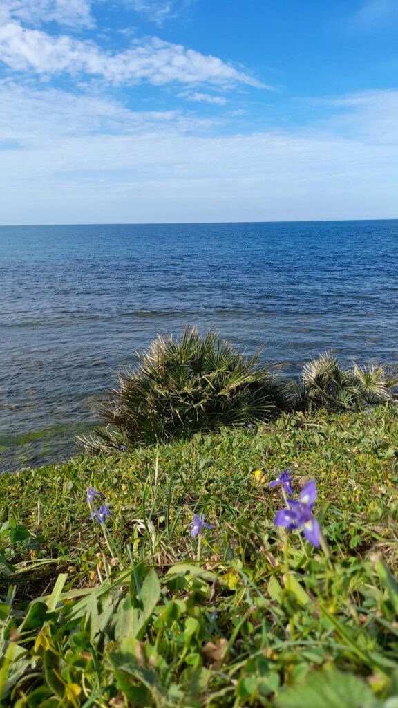 Coastal Beauty with Purple Wildflowers Mobile Wallpaper