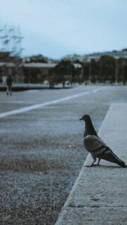Lone Pigeon Standing on Concrete Ledge Moody Urban Mobile Wallpaper