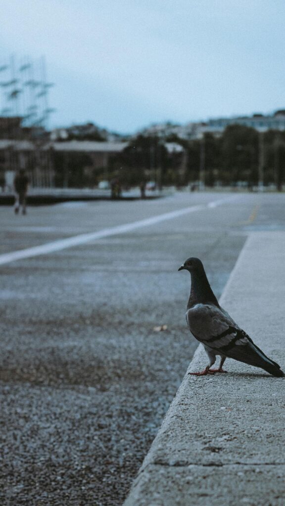Lone Pigeon Standing on Concrete Ledge Moody Urban Mobile Wallpaper