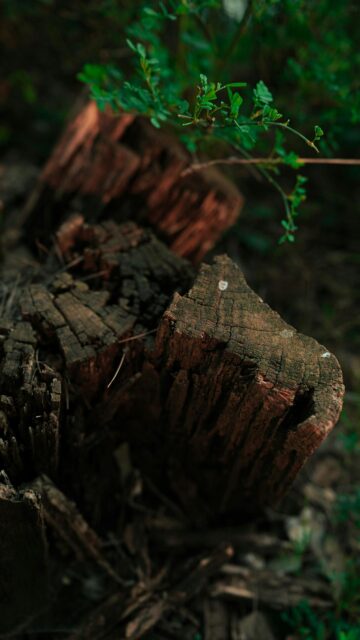 Rustic Decaying Tree Stump Forest Nature Mobile Wallpaper