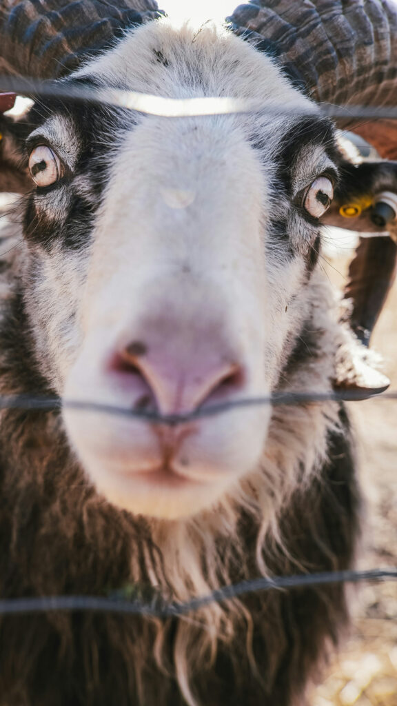 Aries Zodiac Aesthetic: Powerful Ram Energy High Resolution Wallpaper
