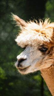 Cute Alpaca Face Close-Up High-Quality Animal Phone Wallpaper