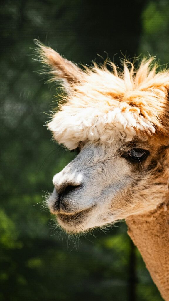 Cute Alpaca Face Close-Up High-Quality Animal Phone Wallpaper