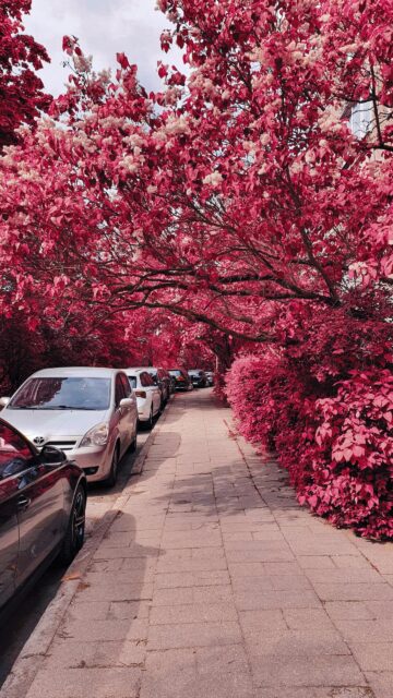 Enchanting Pink Tree Lined City Sidewalk Mobile Wallpaper