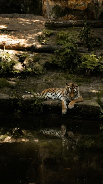 Majestic Tiger Resting by the Water Reflection Mobile Wallpaper