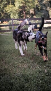 Funny Husky and Black Dog Running Playing Mobile Wallpaper