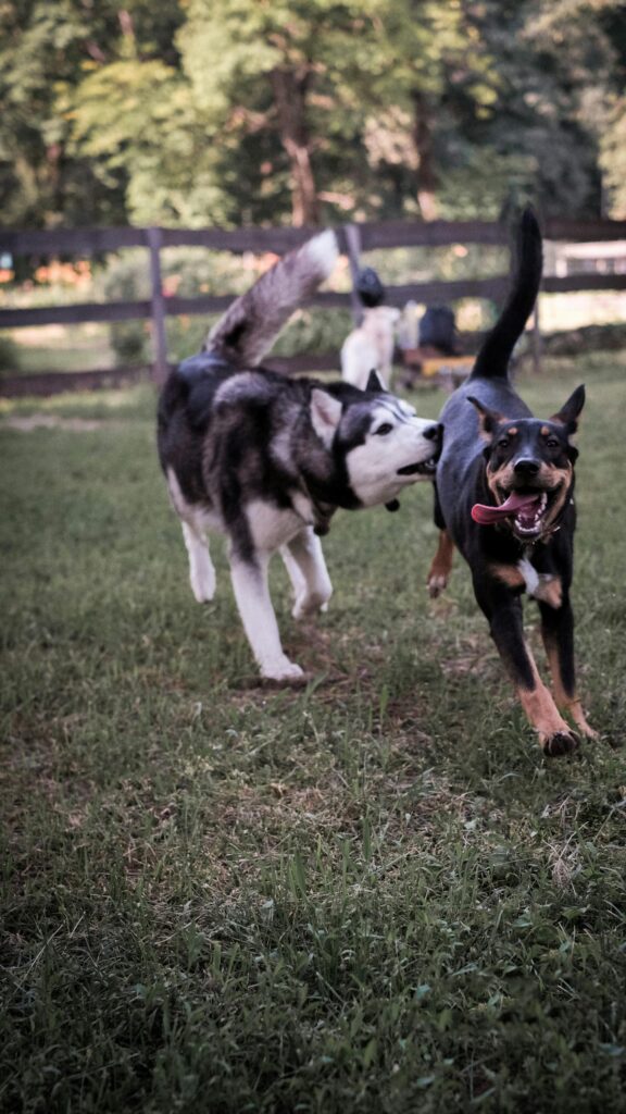 Funny Husky and Black Dog Running Playing Mobile Wallpaper