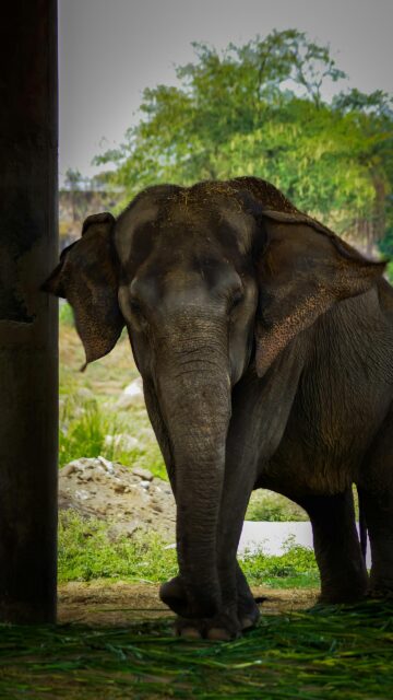 Majestic Asian Elephant Portrait Close-up Mobile Wallpaper