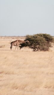 Majestic Giraffe Eating from a Safari Tree Mobile Wallpaper