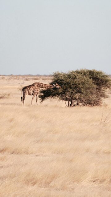 Majestic Giraffe Eating from a Safari Tree Mobile Wallpaper