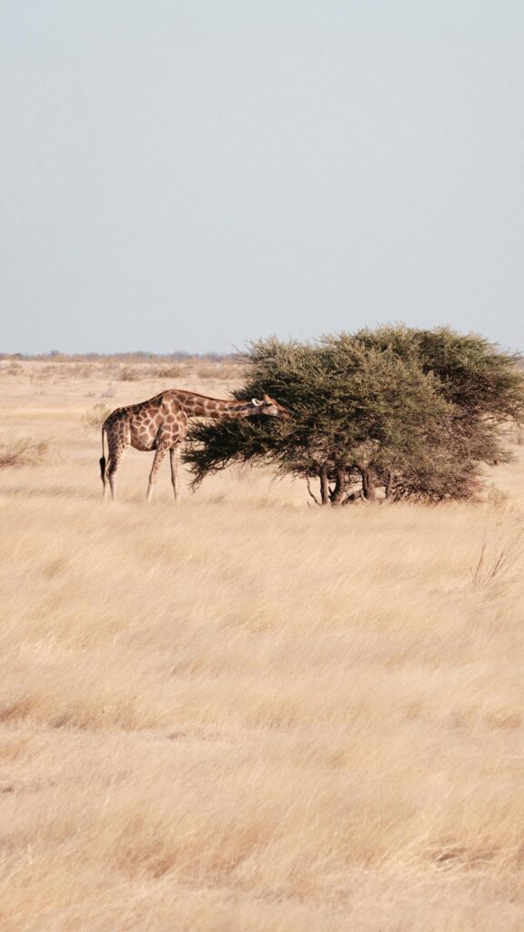 Majestic Giraffe Eating from a Safari Tree Mobile Wallpaper
