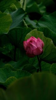 Stunning Pink Lotus Flower in Moody Dark Green Foliage Wallpaper