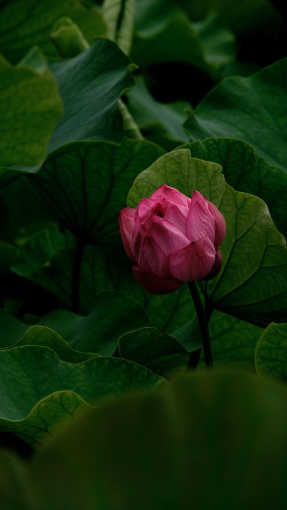 Stunning Pink Lotus Flower in Moody Dark Green Foliage Wallpaper