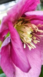 Macro Magenta Hellebore Flower Petals and Stamens Mobile Wallpaper