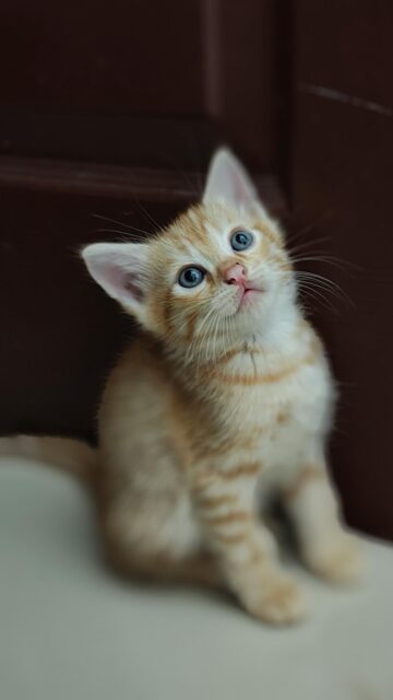Cute Ginger Kitten with Blue Eyes Mobile Phone Wallpaper