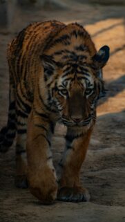 Majestic Tiger Stalking Forward Mobile Phone Wallpaper