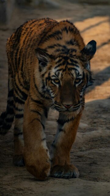 Majestic Tiger Stalking Forward Mobile Phone Wallpaper