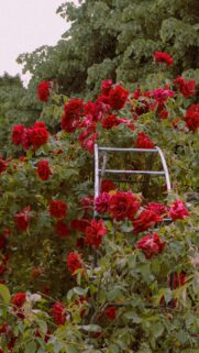 Stunning Red Rose Garden with Vintage Metal Trellis Mobile Wallpaper