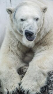 Funny Polar Bear Close Up Portrait High Quality Mobile Wallpaper