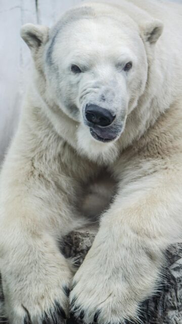 Funny Polar Bear Close Up Portrait High Quality Mobile Wallpaper