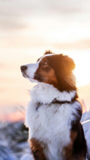 Stunning Australian Shepherd in Snow Sunset Mobile Wallpaper
