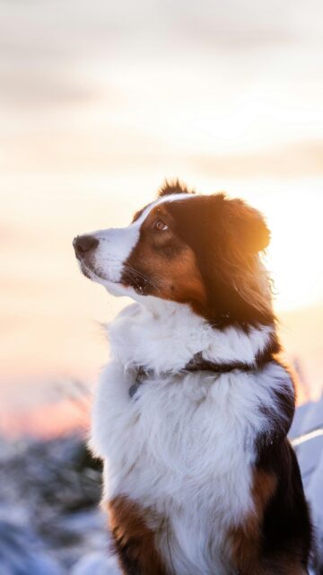 Stunning Australian Shepherd in Snow Sunset Mobile Wallpaper